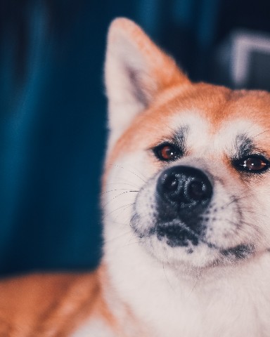 Габи в LOOKY. #акита,#акитаину,#габи_кузя,#акита_ину,#akita,#akitainu,#akita_inu,#japanakita,#akitaclub,#японскаяакита,#хатико,#собака,#dog. Дратути! 
А чёй-то в...