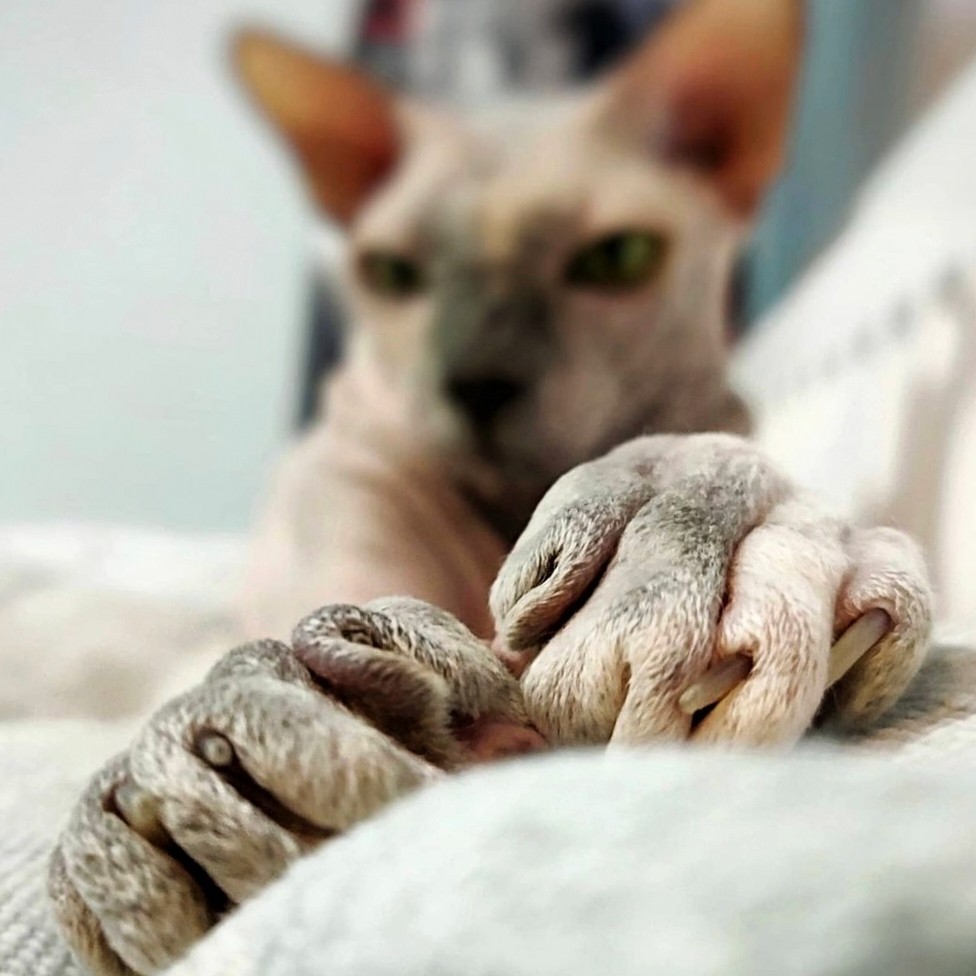 eva_sphynx_cat в LOOKY — фото 4
