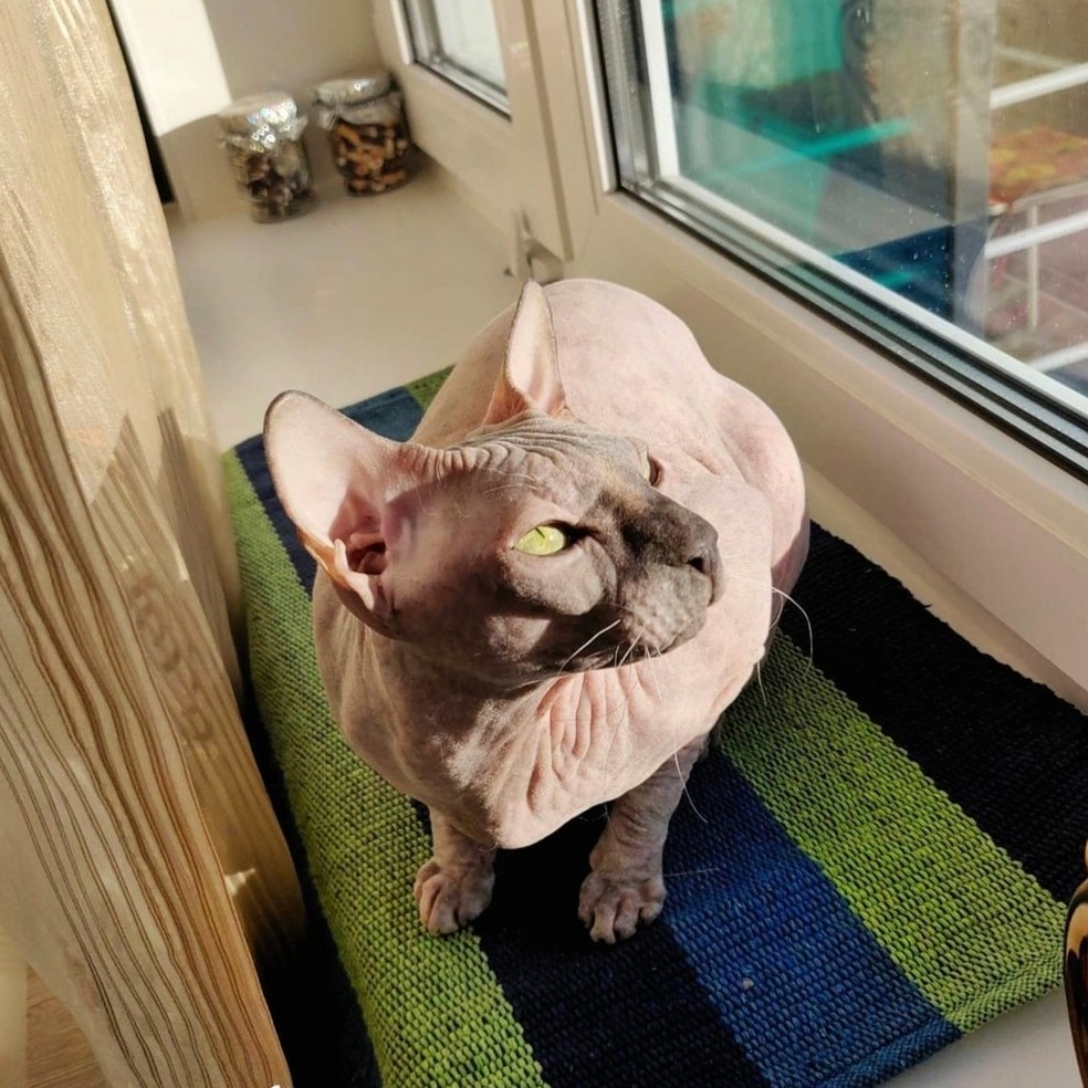 eva_sphynx_cat в LOOKY — фото 3
