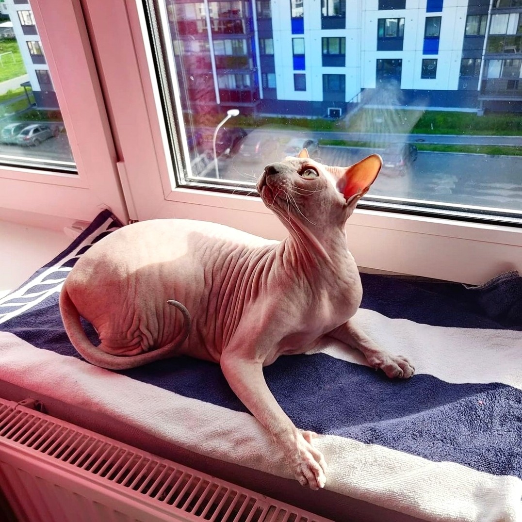 eva_sphynx_cat в LOOKY — фото 2