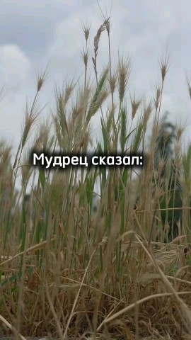 ВОЛК СЕРЫЙ в LOOKY — публикация