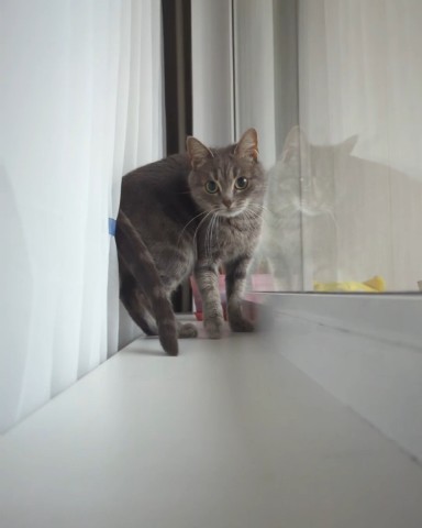 Aleikhan в LOOKY. . [#funnycat ](funnyca...