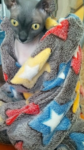 Ирина_67_RUS в LOOKY. #киска,#сфинкс,#котики,#питомцы. И снова наша милашка...