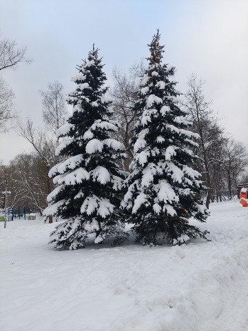korolevamarina335 в LOOKY. #январь,#зима,#снег,#прогулка,#ёлки,#парк,#радуга. Прогулка по зимнему ...