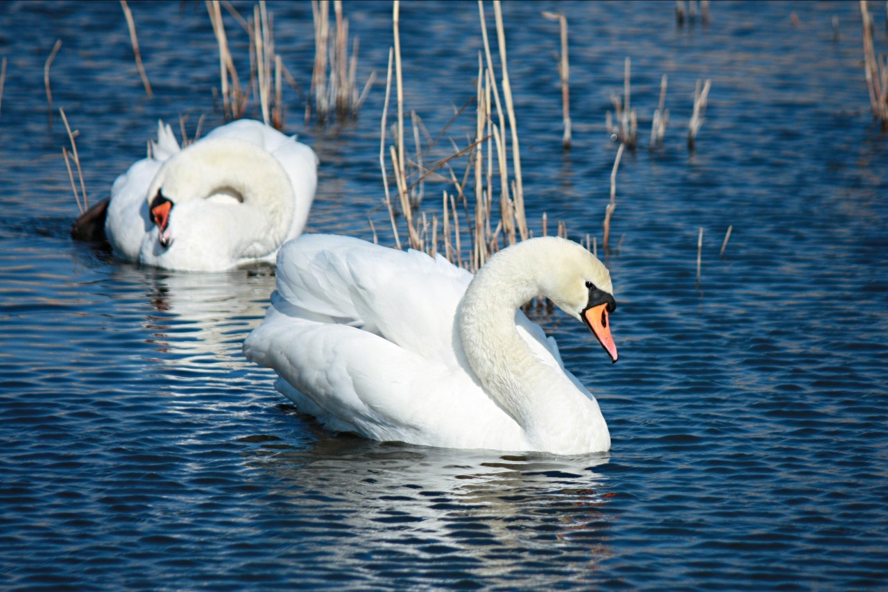 Mia insulo в LOOKY — фото 4