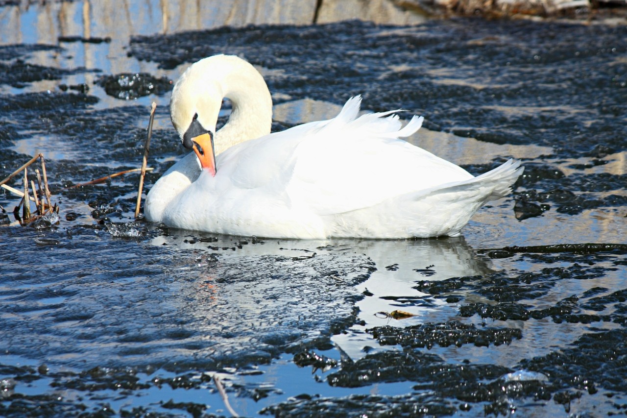 Mia insulo в LOOKY. #чтотонавесеннем. #чтотонавесеннем