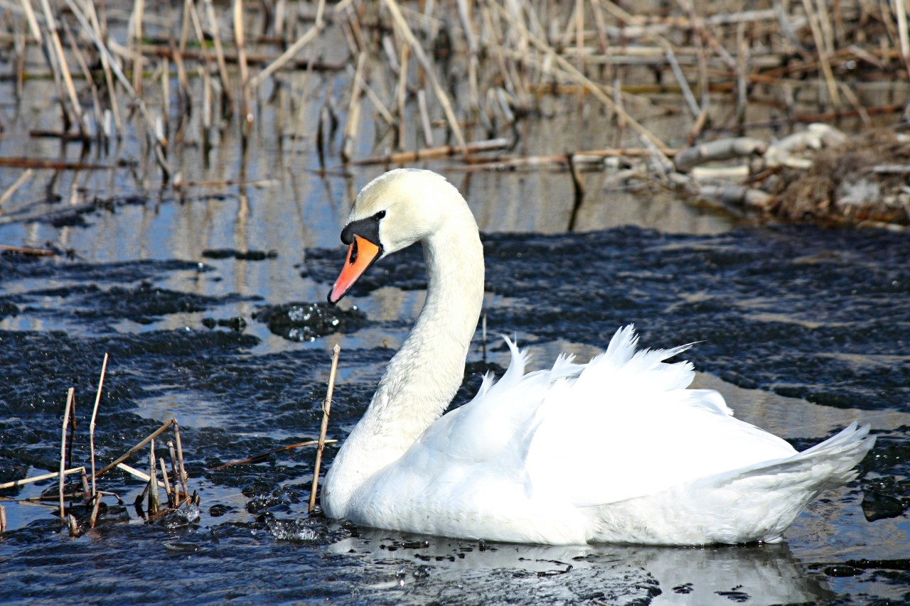 Mia insulo в LOOKY — фото 2