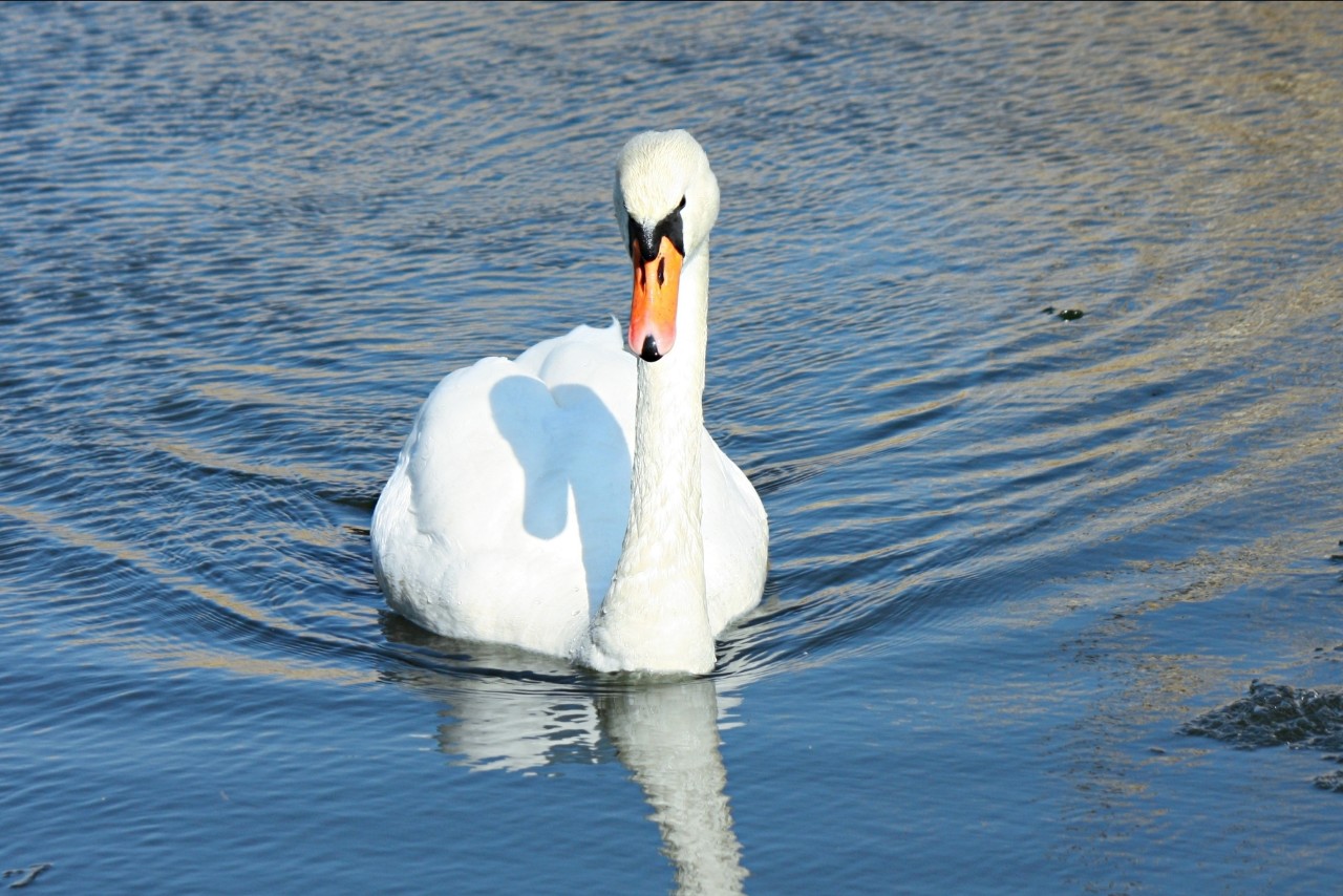 Mia insulo в LOOKY — фото 3