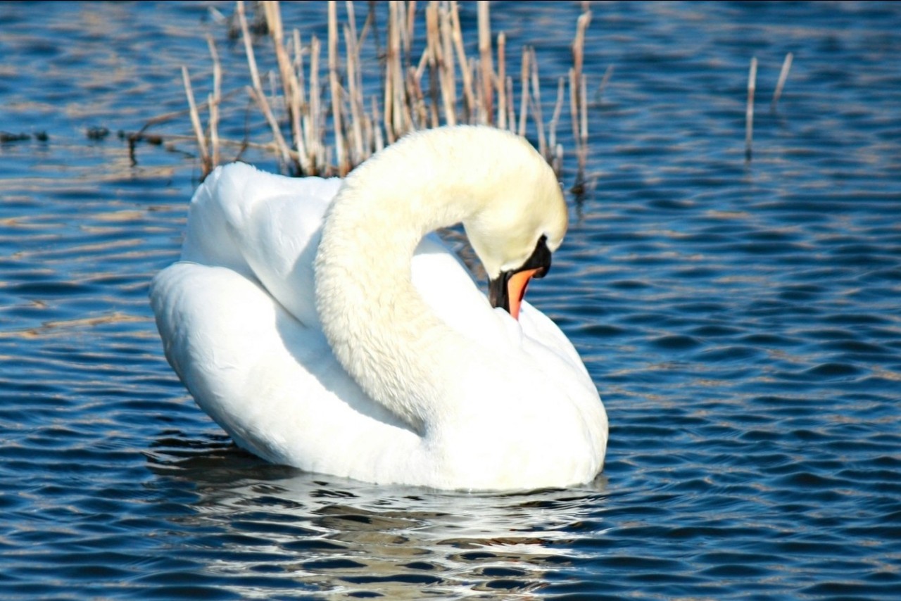 Mia insulo в LOOKY — фото 5