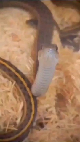 Petverse в LOOKY. #snake,#friends. My Dear #snake #frie...