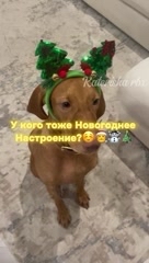 Katerisha rbx в LOOKY. . 