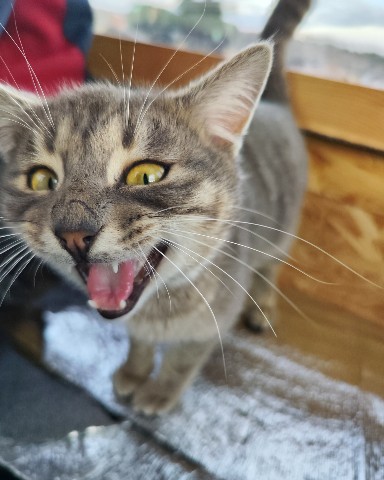 roman_waves в LOOKY. #экоперспектива,#котпатрон,#кот,#cat,#wildcat. #экоперспектива #кот...