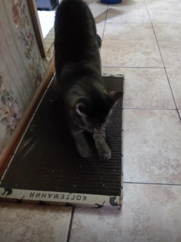kogtedralka в LOOKY. #кошки,#котики,#котята,#прокошек,#когтеточки,#когтемания,#рекомендации,#актуальное,#важно,#cats,#питомцы,#животные,#круто,#супер,#номер1,#чудо,#интересно,#красота,#сегодня,#счастье,#любовь,#лучшаякогтеточка,#топ. ✅️"Отличный размер к...