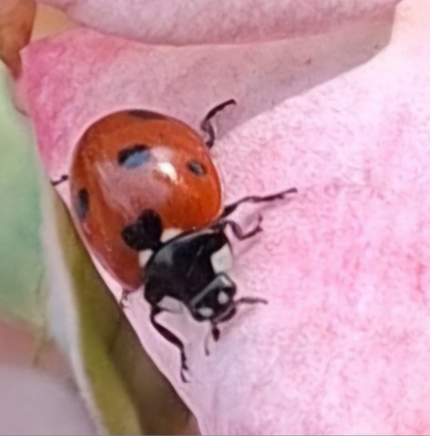 Аида в LOOKY. . 🐞