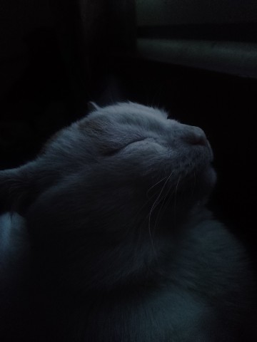 Елизавета Терентьева в LOOKY. . [#котики ](котики)[#...