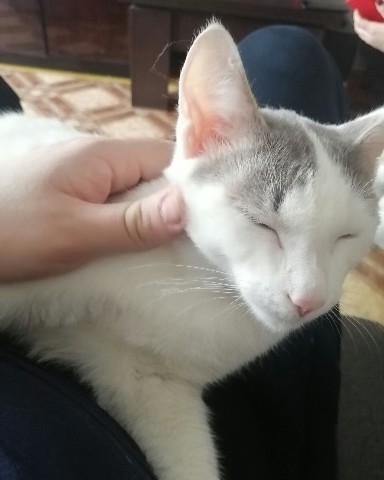 ca1vadoss в LOOKY. #котейка. #котейка