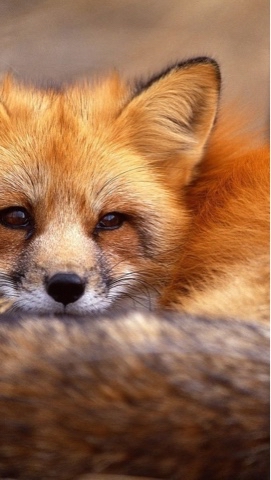 Charming_foxes в LOOKY. #лиса,#лисичка,#люблюлис,#fox,#foxes,#charmingfoxes. всем спокойной ночки...
