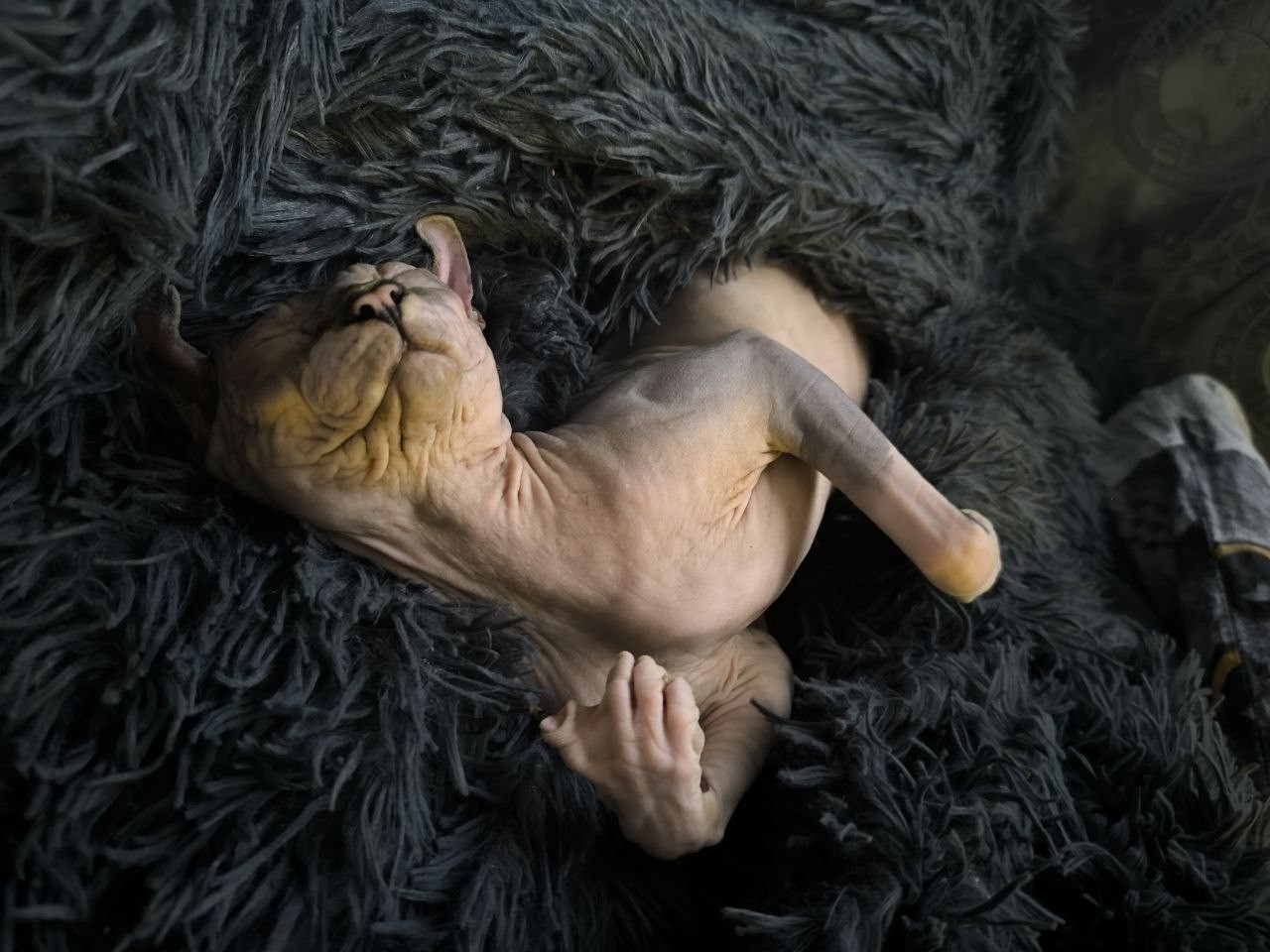 Хорошо быть котом... #сфинкс [#кот ](кот)
