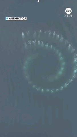 Looky_1706006912107 в LOOKY. . Два горбатых кита ри...