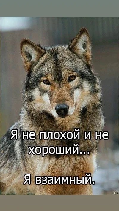Максимка in LOOKY. . 