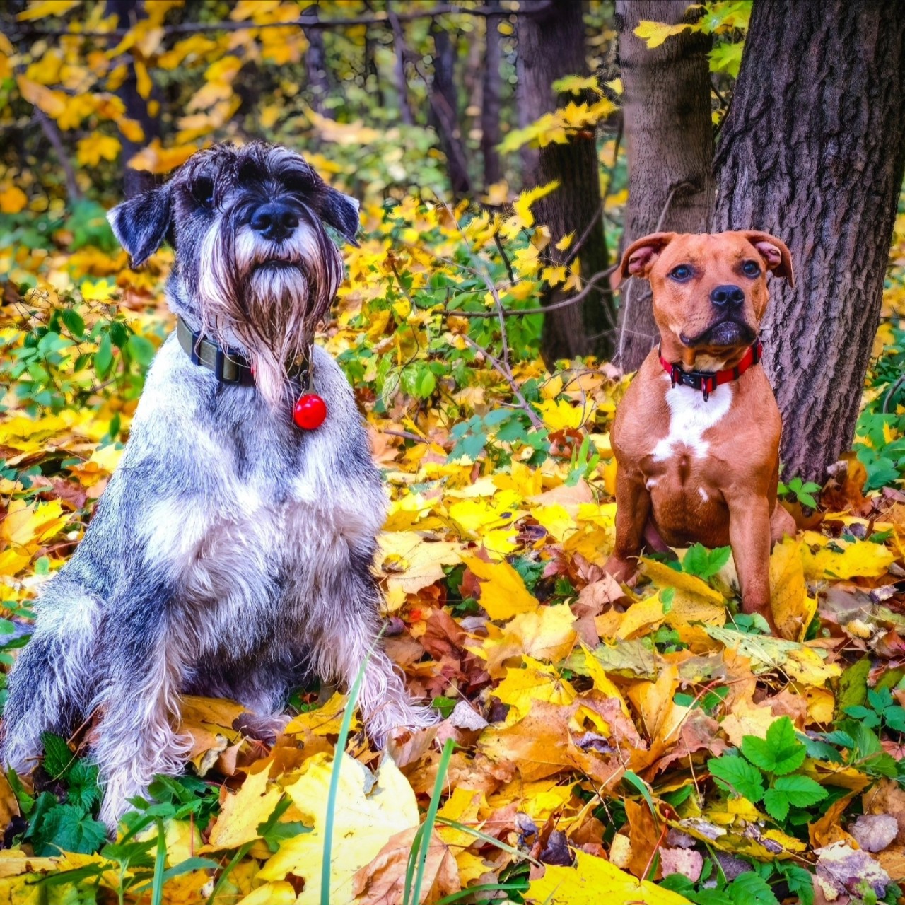BuchTheStaffy в LOOKY — фото 2
