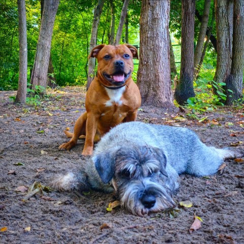 BuchTheStaffy в LOOKY. . 