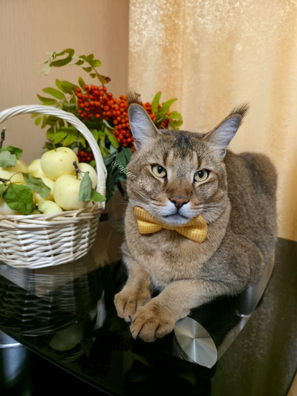 afina_zeus в LOOKY. #кошка,#коты,#мыизкотограма,#большиекошки,#редкиекошки,#красивыекошки,#гибридныекошки,#фотомомент,#моифото,#фотомодель,#looky_official,#looky,#looky_контент,#looky_кошки. Привет!
Хорошей неде...