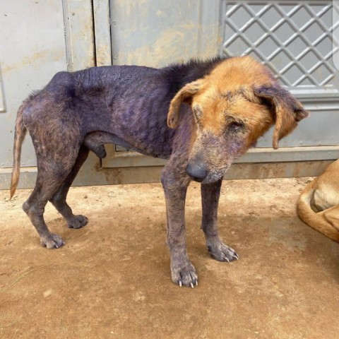 KIWAWU DOGS FOUNDATION в LOOKY. ##tang. ##tang we have no fo...
