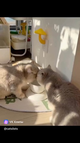 Senya в LOOKY — #Котя