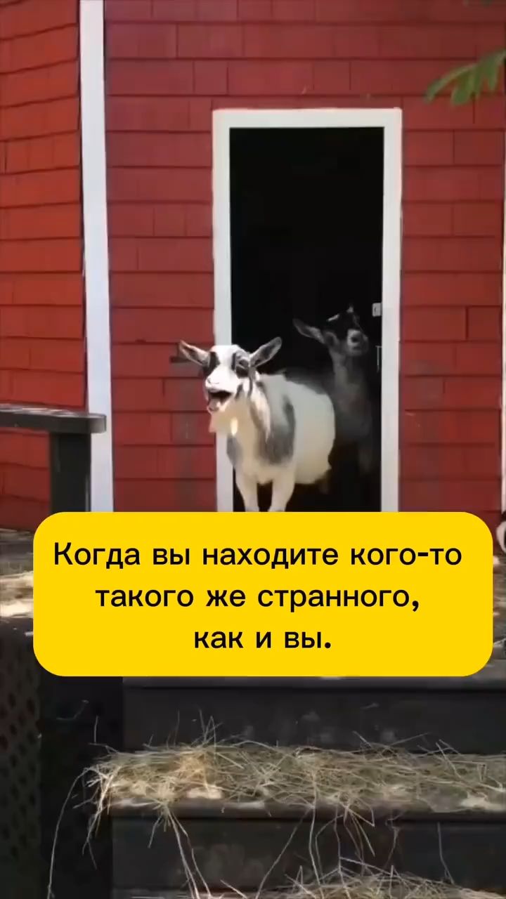 Rustam_Fatikhov в LOOKY. . 