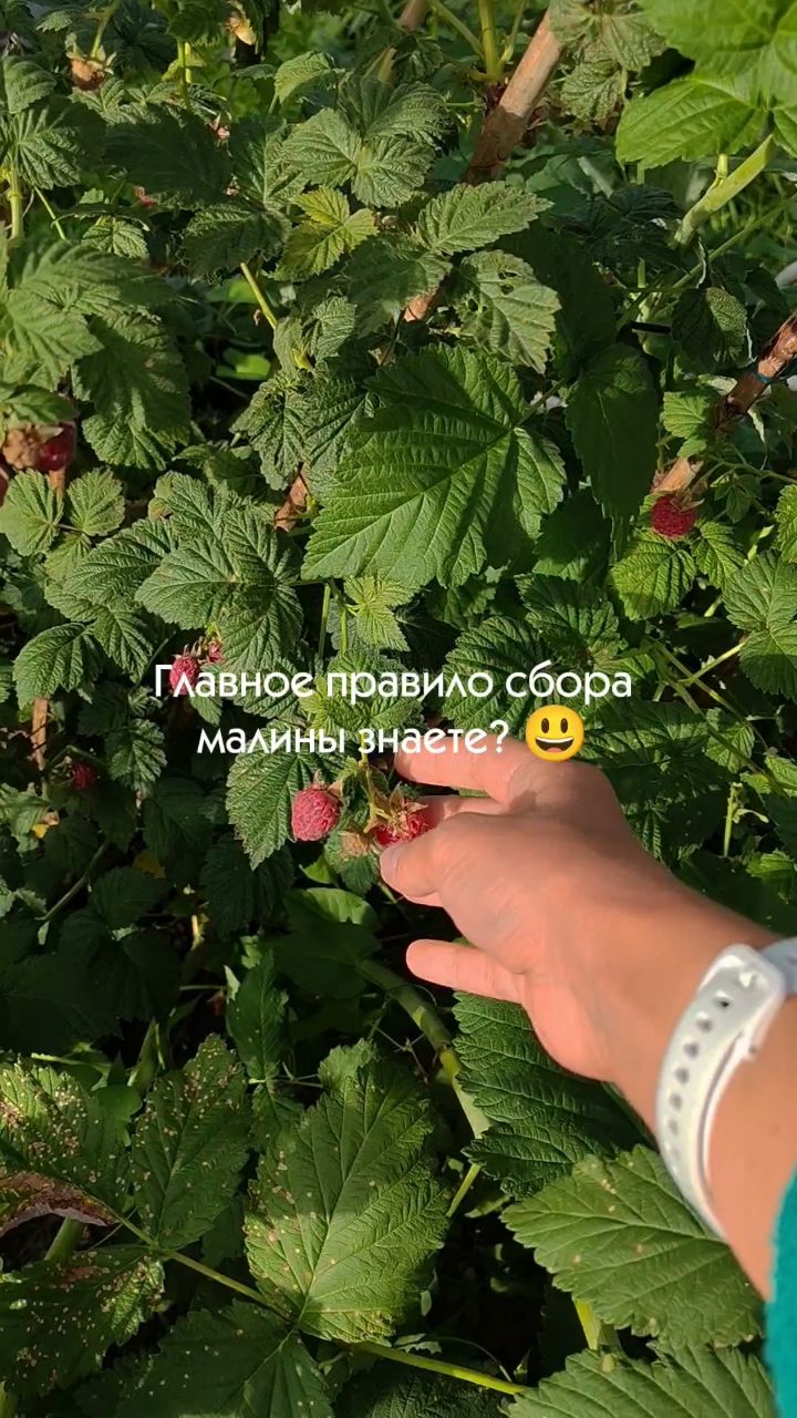 Vikilife в LOOKY. . Секретный малиновый ...