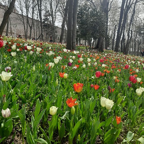 kirdik в LOOKY. . 