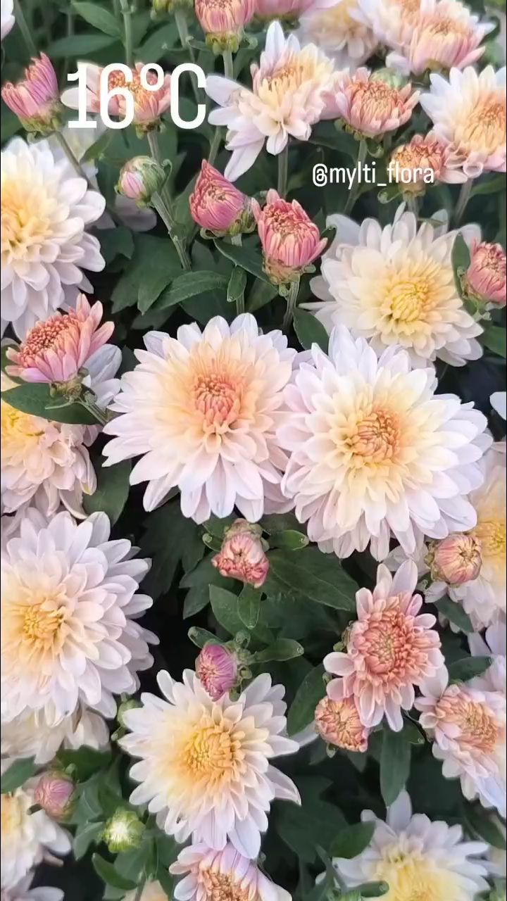 mylti_flora в LOOKY. . Хризантема мультифло...