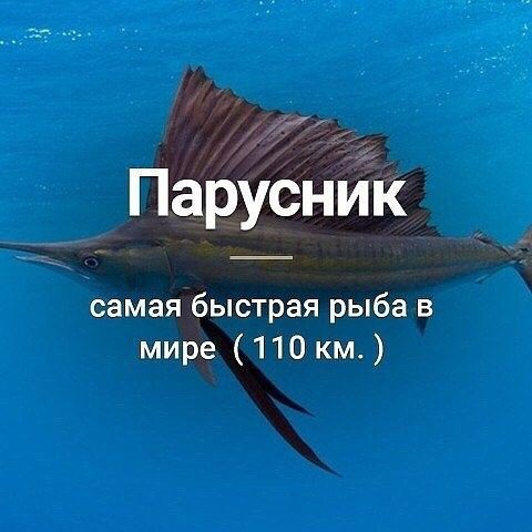 _Balleriana_ в LOOKY. #looky. А вы знали об этом?
...