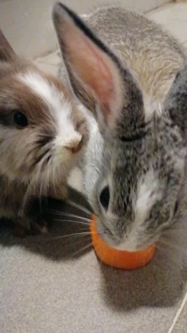 Beneyumikao в LOOKY. . Yuna and chikey eati...