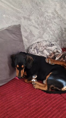 annet_anapa in LOOKY. #МоиСобаки,#доберман,#такса,#анапа. Просто ленивое утро:...