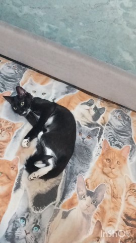 Looky_176729826147502 в LOOKY. #котики,#кошки,#жиза,#музыка,#прикол. Simplex veritas(прос...
