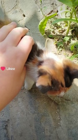  в LOOKY — Котик#мило#домашнийпитомец