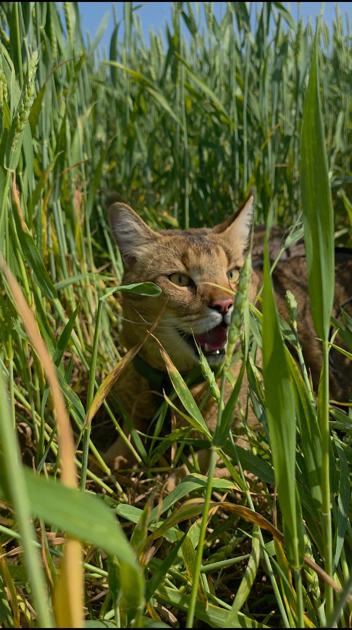 afina_zeus в LOOKY. #кот,#кошки,#кошка,#коты,#мыизкотограма,#большиекошки,#редкиекошки,#красивыекошки,#гибридныекошки,#видеомомент,#видосики,#котикмой,#пейзаж,#красивыеместа,#природапрекрасна,##хорошийдень,#looky,#looky_official,#looky_кошки,#looky_контент. Летом даже самый обы...