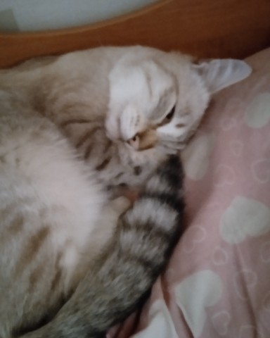 Looky_1706457116070 в LOOKY. #кот,#китя. #кот #китя [#врекоме...