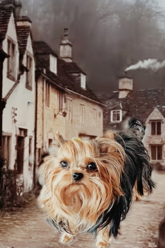 Vladova Tatiana в LOOKY — [#yorkshireterrier ](yorkshireterrier)