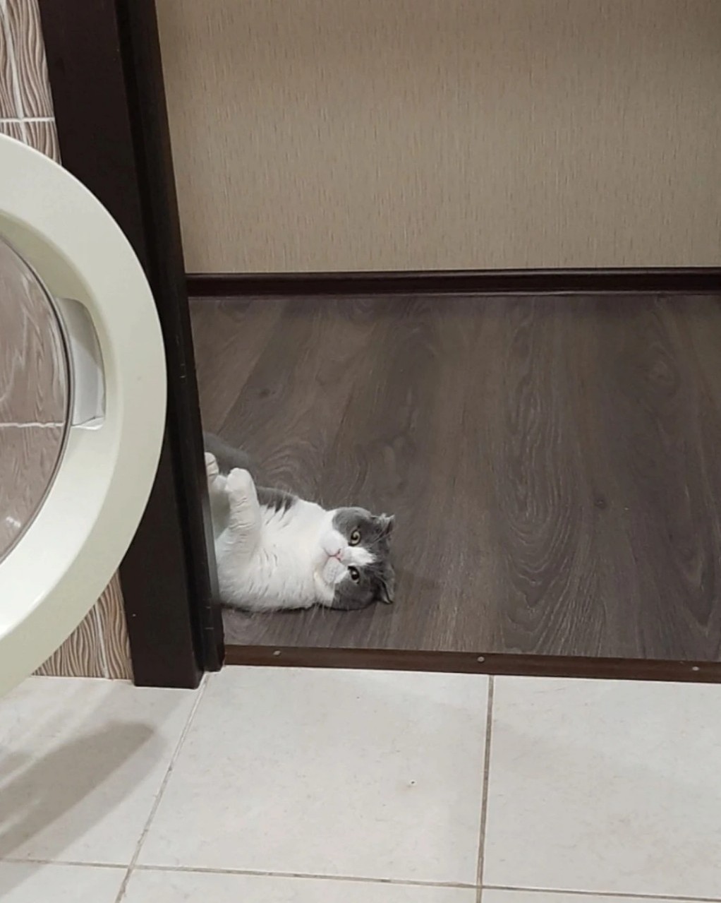 котики в нейронке в LOOKY — фото 2