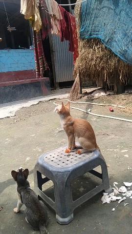 SR RAJ в LOOKY. . My kitten 🐈🐈