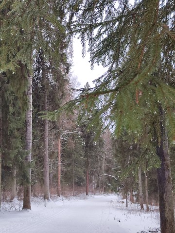 Татьяна в LOOKY. #зима,#природа. Зимний лес 🌲❄️🌲❄️�...