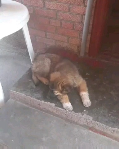 viktoria_help_animals_kmv в LOOKY. #Лунтик23,#мои_дома23,#мои_собачули_дома. Приветик от Лунтика�...