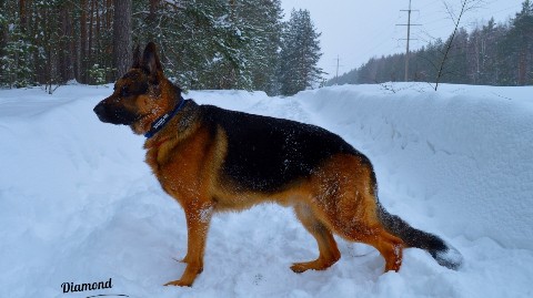 Diamond в LOOKY. #немецкаяовчарка,#немецкая_овчарка,#овчарка,#germanshepherd,#german_shepherd,#german_shepherd_dog,#gsd,#gsdRammstein,#RichBlackTan. RammsteinDemon 🐺
3 ...