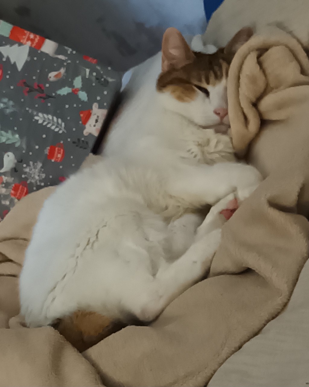 Муська Сплюшка.#кот#кошка#хвостатыйпитомец#котик#мур#мимими