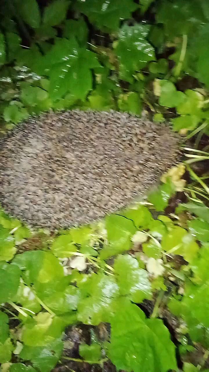 Deadpool в LOOKY. . Ёжик 🦔 в нашей роще...