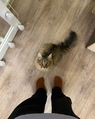 Looky_1676656602959 в LOOKY. #кот. мой кот Рич
#кот [#д...