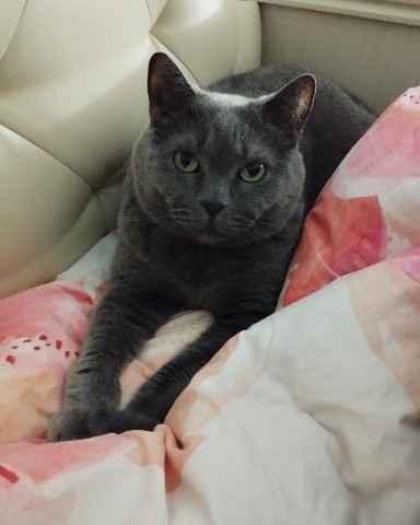 Olechka8918 в LOOKY. #мордалорда#котэйко#. #мордалорда#котэйко#